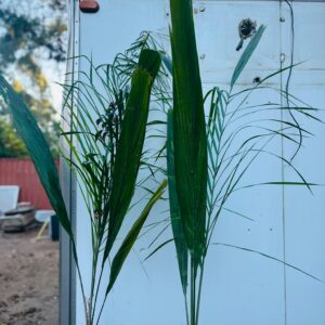 Lote x2 palmeras 1,90 m