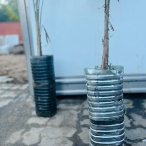 Lote x2 palmeras 1,90 m